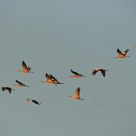 Апартаменты Leni *